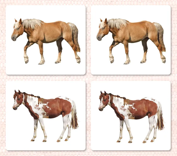 Horses (Coat Colors) Matching