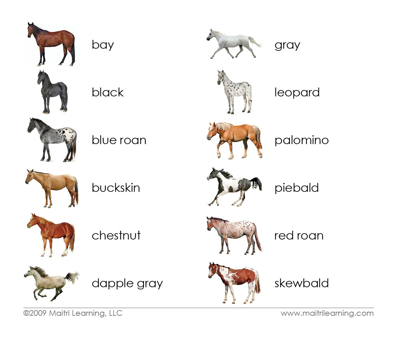 Horses (Coat Colors) Matching